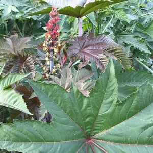 Meet your Posher, Faviel